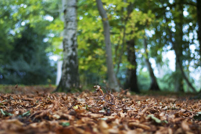 Surface level of trees on field in forest