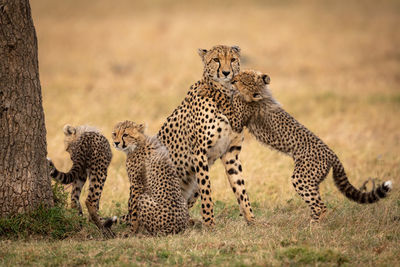 Cub hugs cheetah on grass by siblings