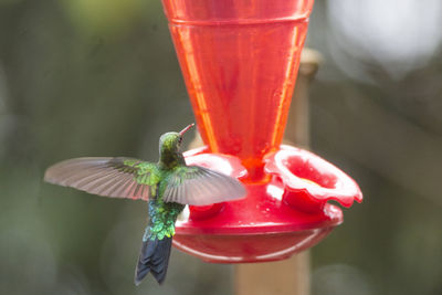 Close-up of a bird flying