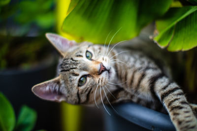 Close-up of a cat