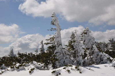 Snow covered land and trees against sky