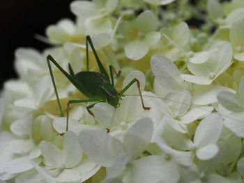 Close-up of insect on plant