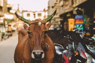 Portrait of cow standing by motorcycle in city