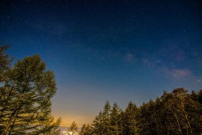 Low angle view of trees against sky at night