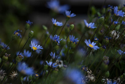 Close-up of purple crocus flowers on field