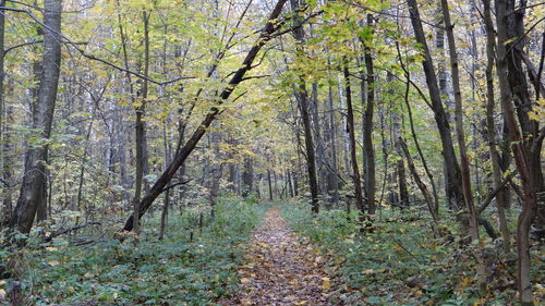 Footpath amidst trees in forest
