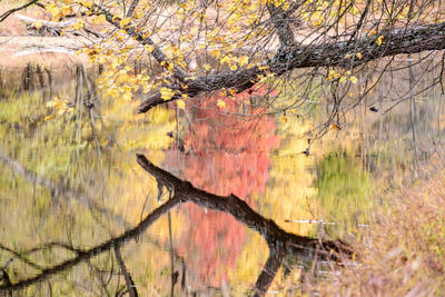 Close-up of bird on tree trunk during autumn