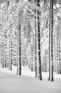 Snow covered trees in forest