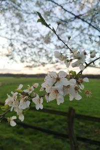 Close-up of cherry blossoms in spring
