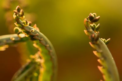 Close-up of flower buds