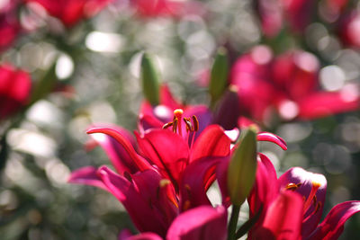 Close-up of red flowering plant