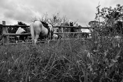 Cows grazing on field against sky