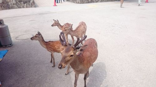 High angle view of deer on street