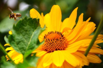 Close-up of insect on yellow flower