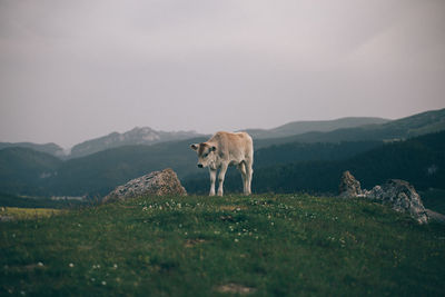 Horse standing on field against sky