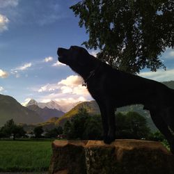 Dog standing in a field