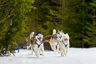 Running husky dog on sled dog racing. winter dog sport sled team competition. siberian husky dog