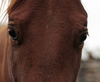 Close-up portrait of horse