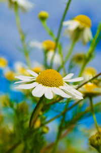 Close-up of yellow flowering plant