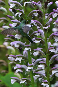 Close-up of purple flowers