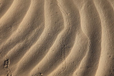 High angle view of sand at sahara desert