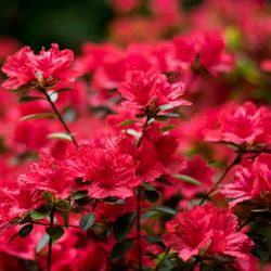 Close-up of red flowers blooming outdoors