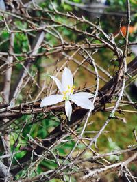 Close-up of white flowers