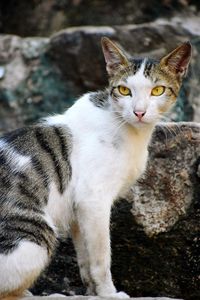 Portrait of cat sitting outdoors