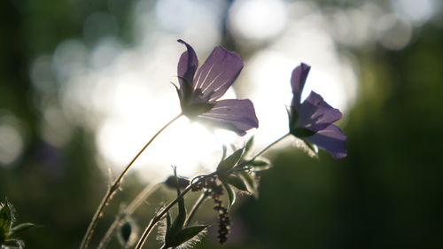plant