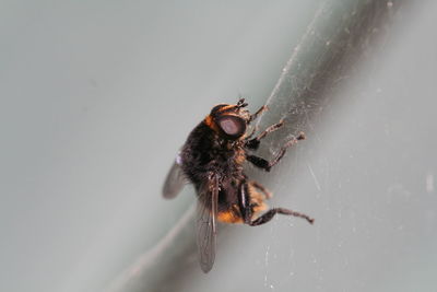 Close-up of the bee in the spider web