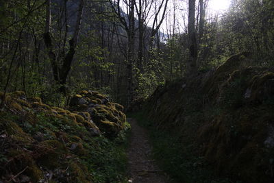 Trees in forest