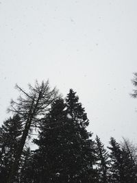 Low angle view of silhouette trees against clear sky