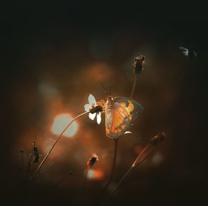 Close-up of butterfly on flower