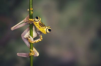 Close-up of insect on yellow flower