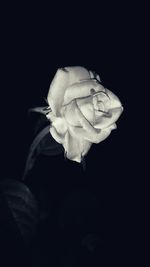 Close-up of flower over black background