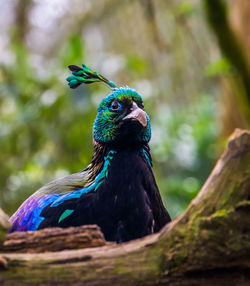 Close-up of a peacock