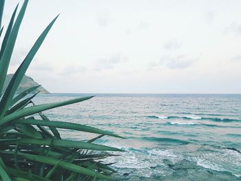 Close-up of plant against sea