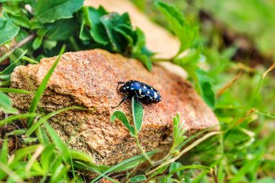 Close-up of insect on plant