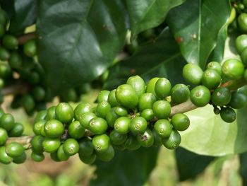 Close-up of fresh green fruits on tree