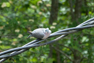 Close-up of bird perching on branch