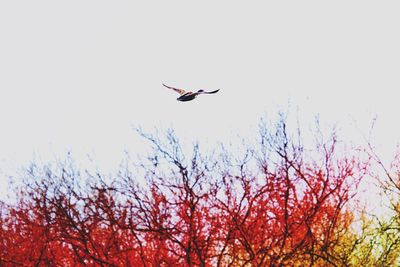 Low angle view of bird flying against clear sky