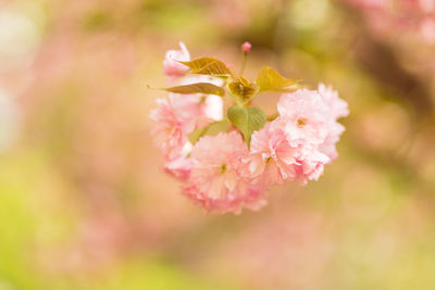 Close-up of pink cherry blossoms