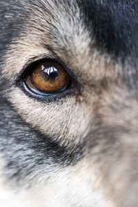 Close-up of dog eye