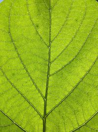 Full frame shot of leaf