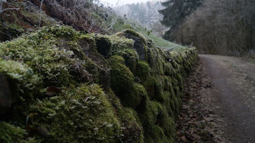 Close-up of moss growing on mountain