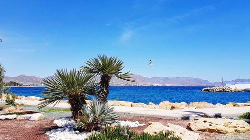 Palm trees on beach against clear blue sky