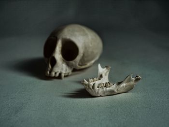 Close-up of human skull