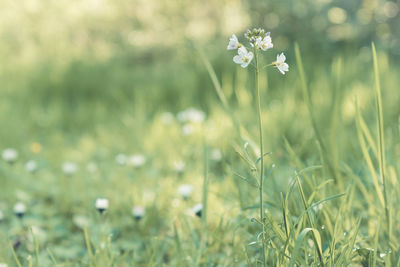 Close-up of flowering plants on field