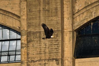 Low angle view of bird flying