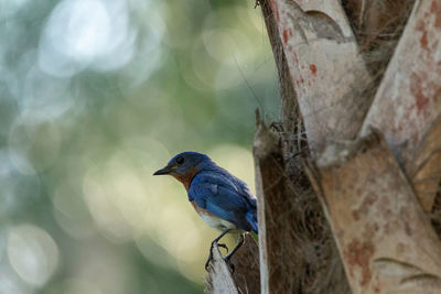 Close-up of bird perching on tree